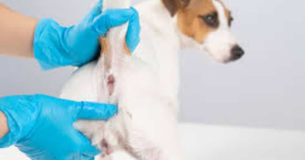 Understand Why Dogs Might Hurt During or After Having Their Glands Expressed