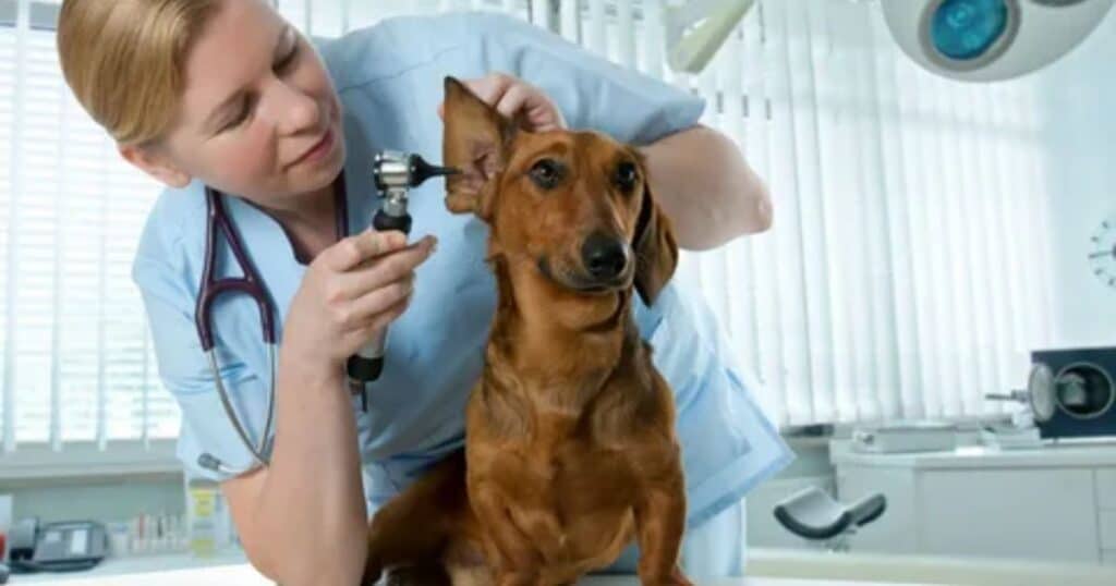 When to Consult a Vet About Your Dog's Hearing